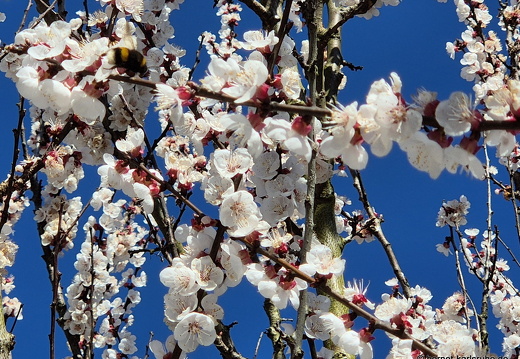25-03-19-fruehlingsblueten-