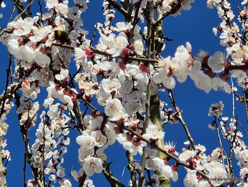 25-03-19-fruehlingsblueten-.jpg