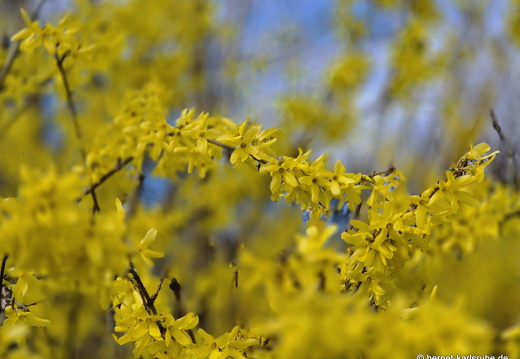 25-03-24-teichstrasse-fruehlingsblueten-forsythie-002
