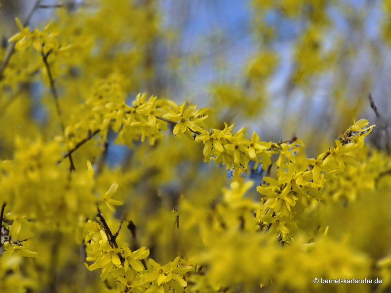 25-03-24-teichstrasse-fruehlingsblueten-forsythie-002.jpg