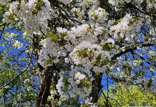 25-04-06-teichstrasse-obstbluete-007