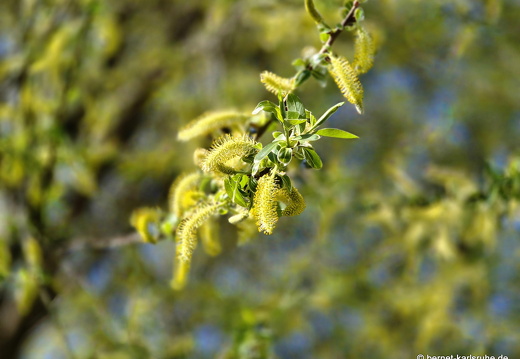 25-04-12-seidenfaden-weide-