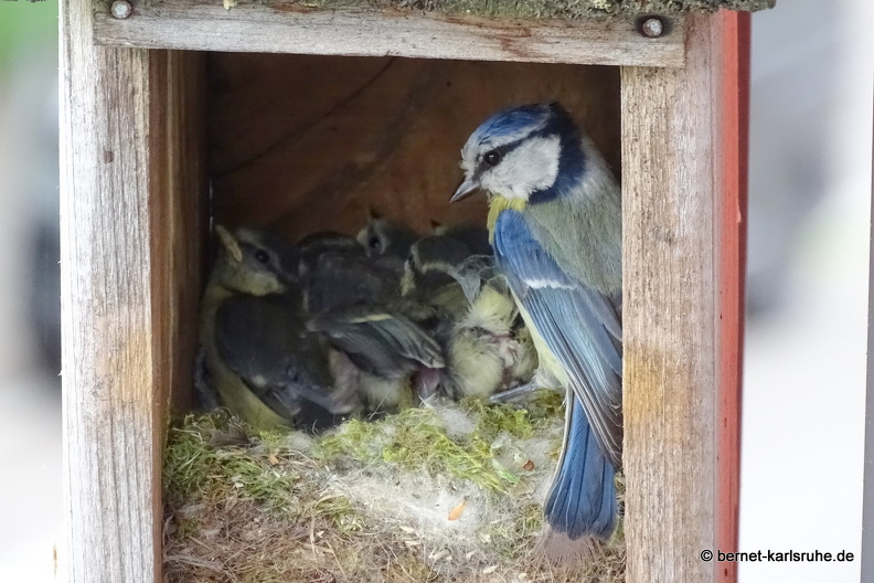25-05-12-meisenkinder-guetterung-004.jpg