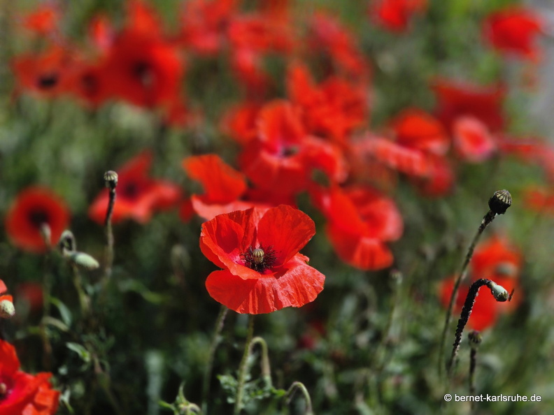 25-05-23-ortenberger-philosophen-mohn-001.jpg