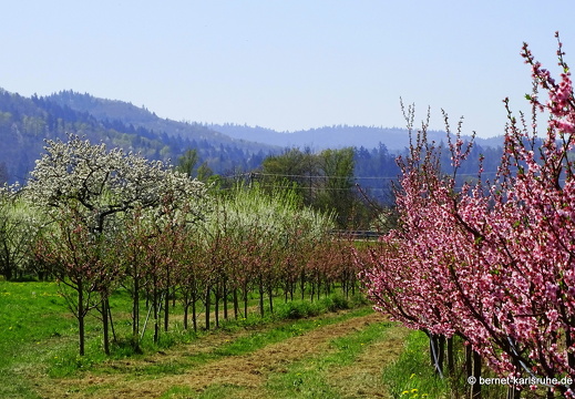 25-04-05-ortenberg-untere matt-027
