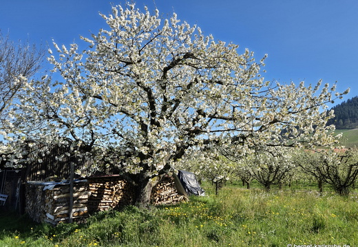 25-04-05-ortenberg-untere matt-034