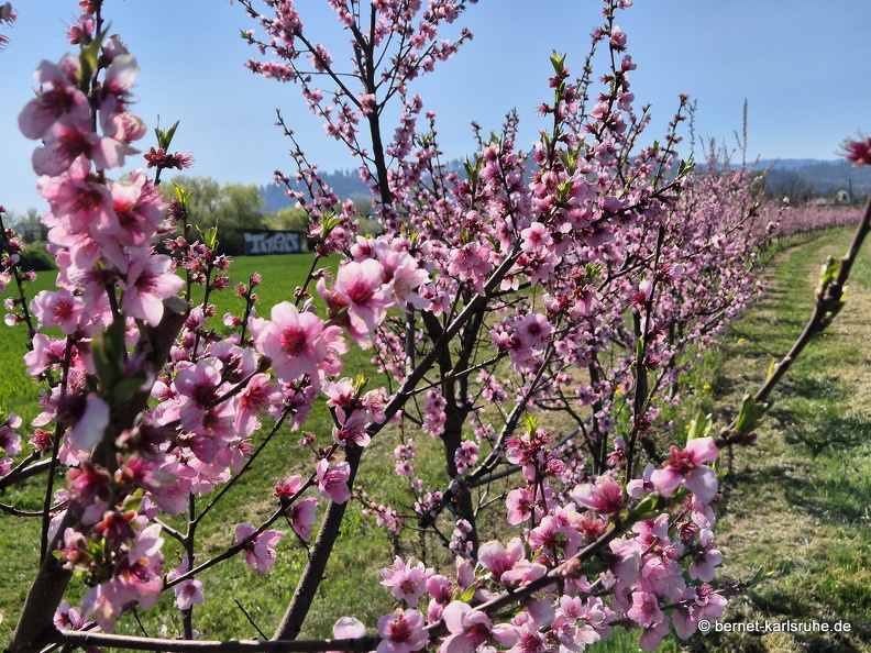 25-04-05-ortenberg-untere matt-044.jpg