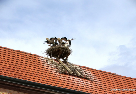 23-07-04-stadtbibliothek-storchennest-fuenf-fuetterung-004