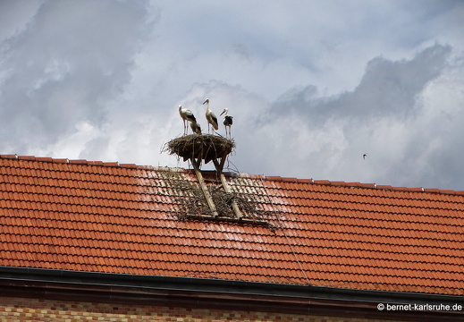 23-07-04-stadtbibliothek-storchennest-064