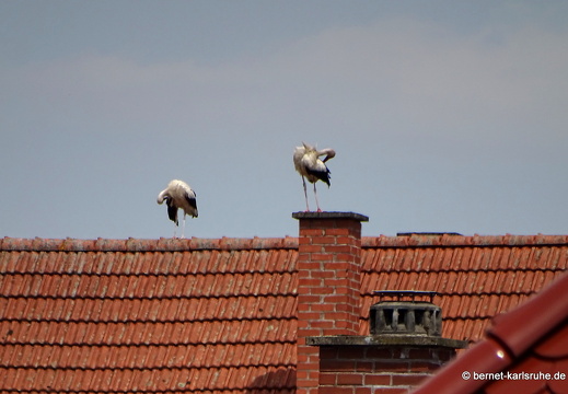23-07-19-kulturforum-moltkestrasse-stoerche-004