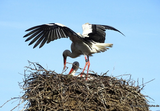 24-04-05-am marktplatz-storchennest-007