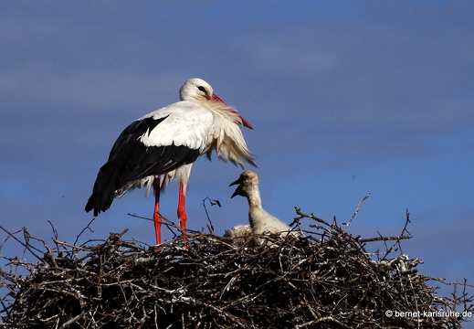 24-05-27-am marktplatz-storchennest-jungstoerche-006