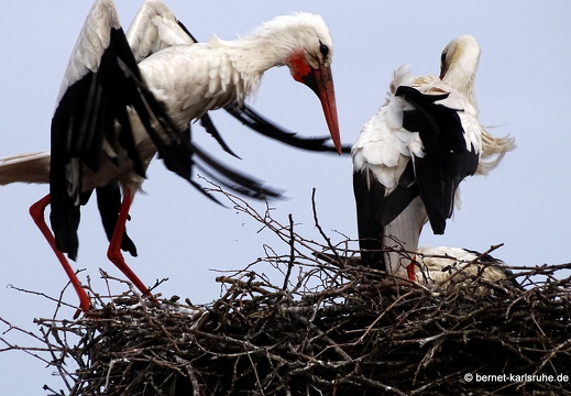 24-06-04-am marktplatz-storchennest-