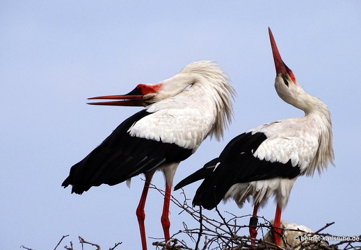 24-06-04-am marktplatz-storchennest-002