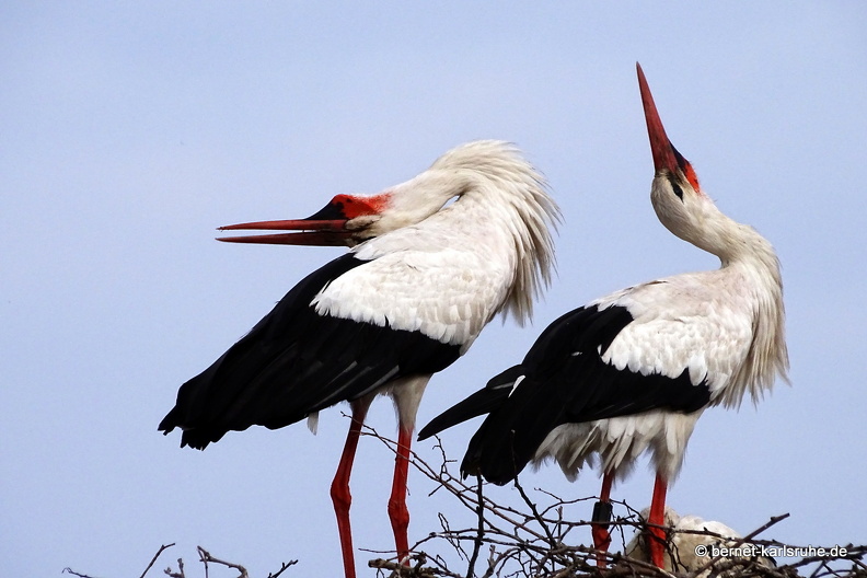 24-06-04-am marktplatz-storchennest-002.jpg