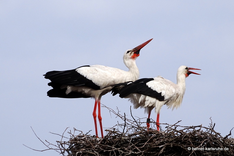 24-06-04-am marktplatz-storchennest-005.jpg