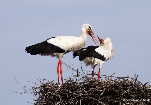 24-06-04-am marktplatz-storchennest-007