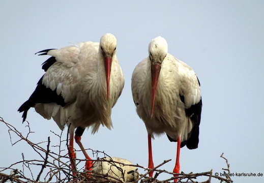 24-06-04-am marktplatz-storchennest-017