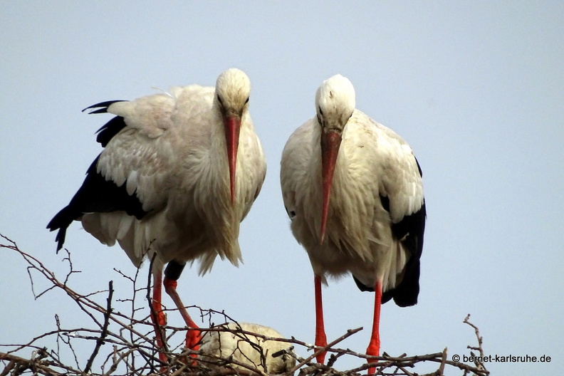 24-06-04-am marktplatz-storchennest-017.jpg