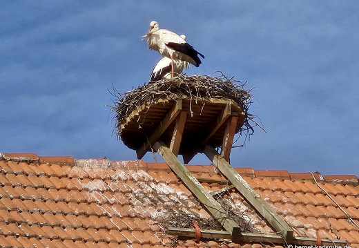 25-02-21-kulturforum-stoerche-001