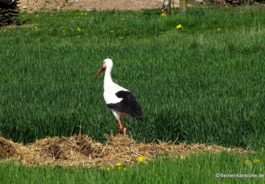 25-04-05-ortenberg-untere matt-001