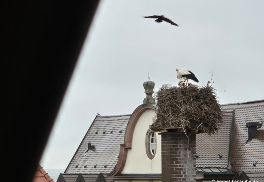 25-05-22-am marktplatz-storchennest-junge-003