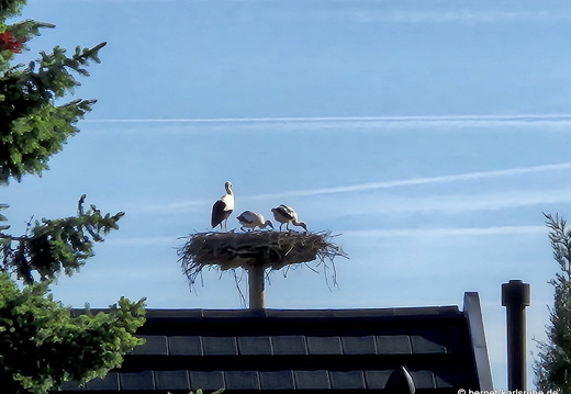 25-05-30-fessenbach-storchennest-001