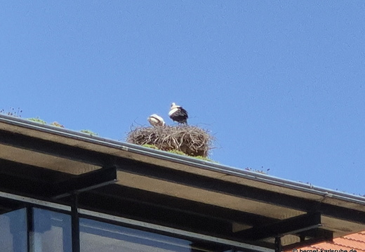 25-05-31-kulturforum-storchennest-nachwuchs-