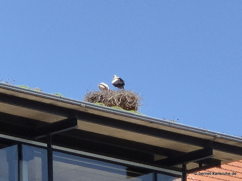 25-05-31-kulturforum-storchennest-nachwuchs-.jpg