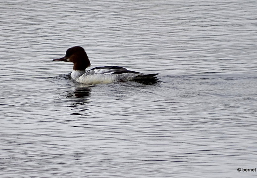 24-03-31-am grossendeich-gaensesaeger-w-001