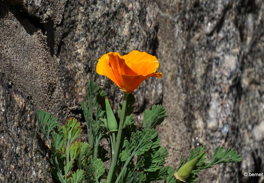 24-04-06-felix-burda-gedenkstaette-kalifornischer mohn-002