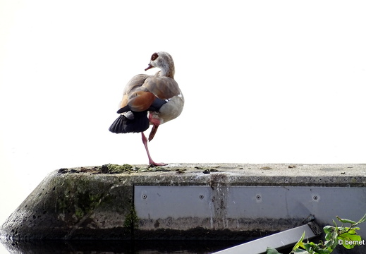 24-04-07-am grossendeich-niilgans-004