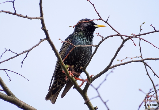 24-04-07-am grossendeich-star-003