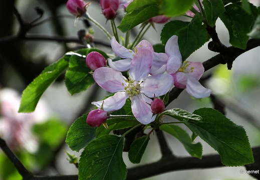 24-04-07-apfelplantage-riehle-016