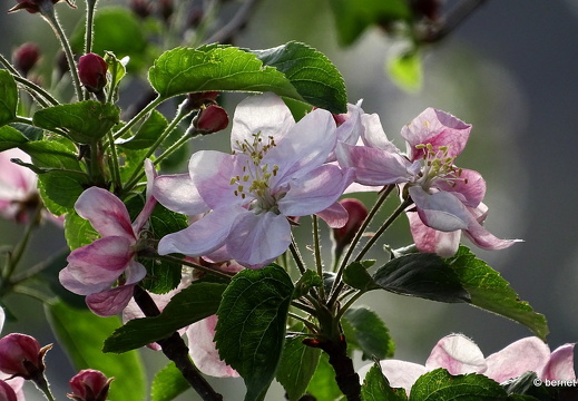 24-04-07-apfelplantage-riehle-018