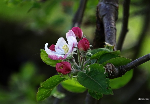 24-04-07-apfelplantage-riehle-fuji-