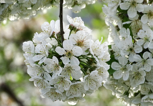 24-04-07-apfelplantage-riehle-kirschblueten-002