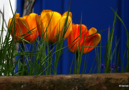 24-04-07-garten philosophenweg-