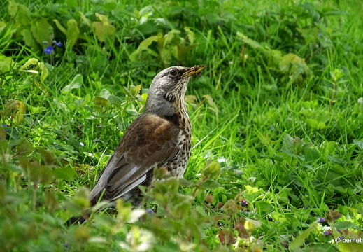 24-04-26-gifiz-see-wacholder-drossel-003