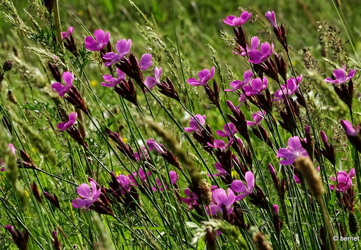 24-05-01-kinzig-deich-011