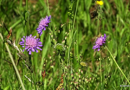 24-05-11-kinzig-am deich-014
