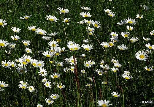 24-05-11-kinzig-am deich-109