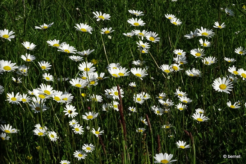 24-05-11-kinzig-am deich-109.jpg