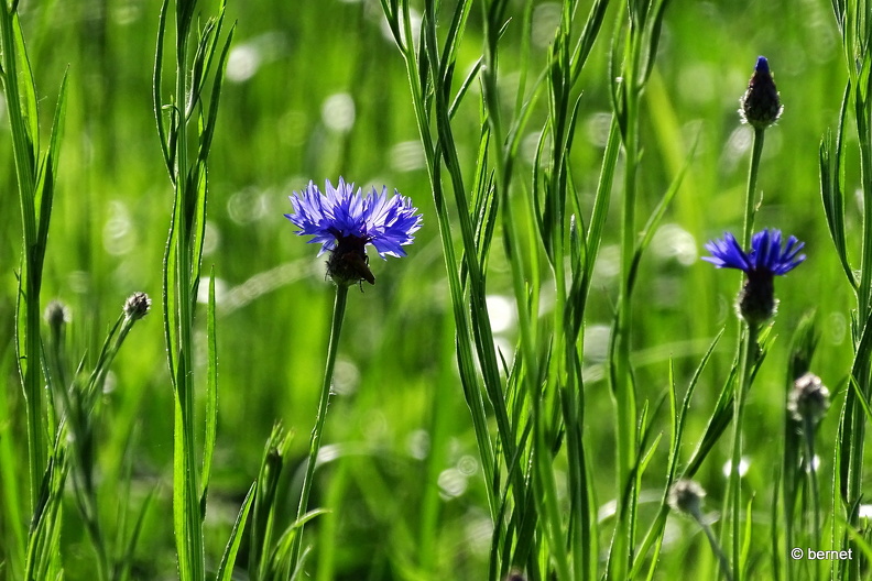 24-05-11-kinzig-am deich-116.jpg