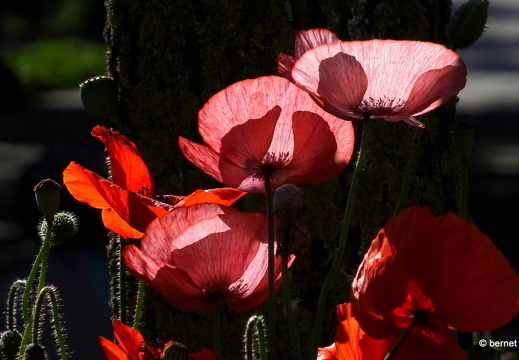 24-05-20-kinzig-deich-flora-036