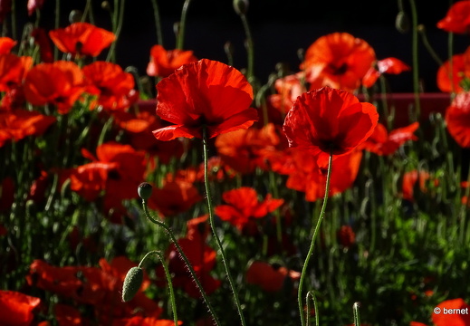 24-05-20-kinzig-deich-flora-039