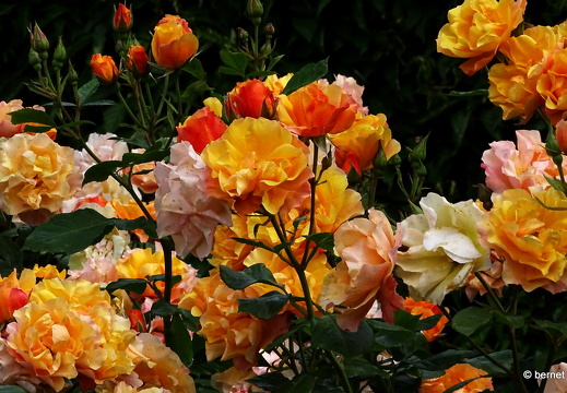 24-05-27-rosengarten-020