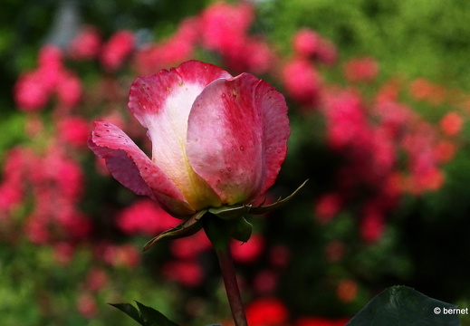 24-05-27-rosengarten-027