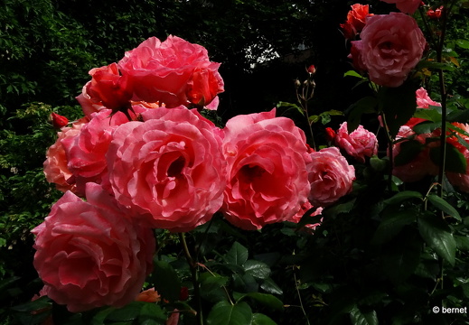 24-05-27-rosengarten-031