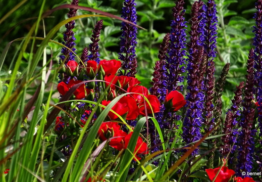 24-05-27-rosengarten-038